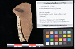 Foto (Objekt + Etikett) von Pinus palaeostrobus Ettingshausen (NHMW-GEO-2024-0188-0197)